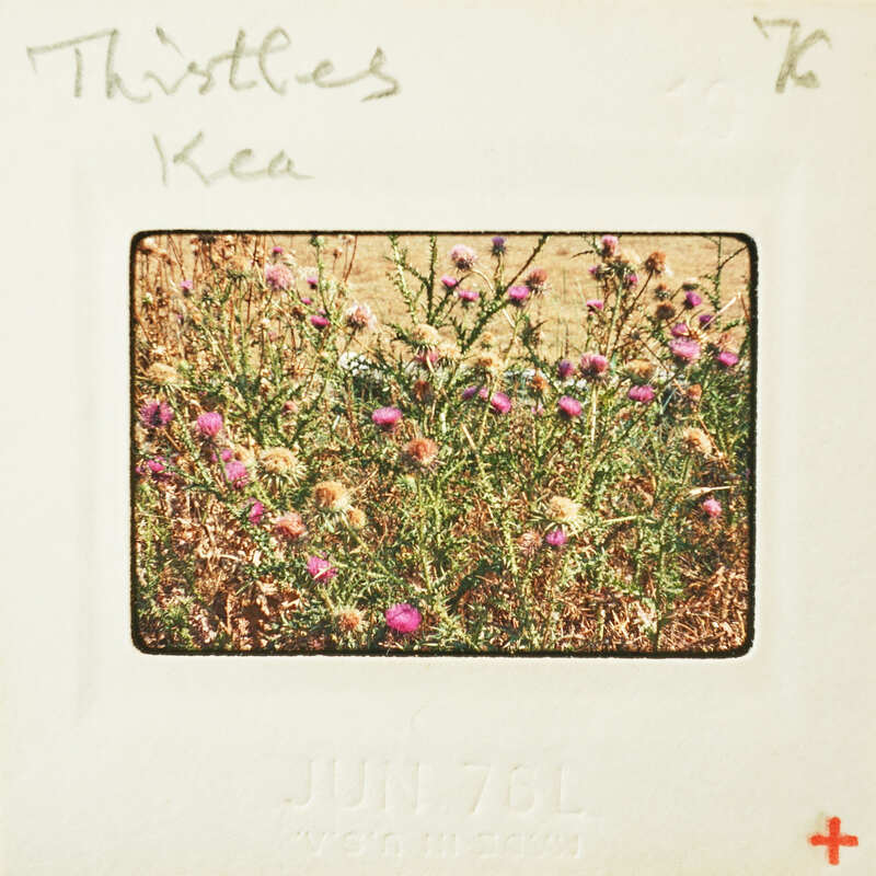 A vintage photograph of a field with purple flowers and green foliage, displayed on an old film strip.