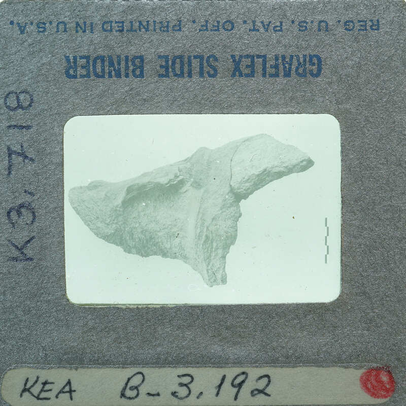 Black and white photograph of a fossilized animal skull with film strip details.
