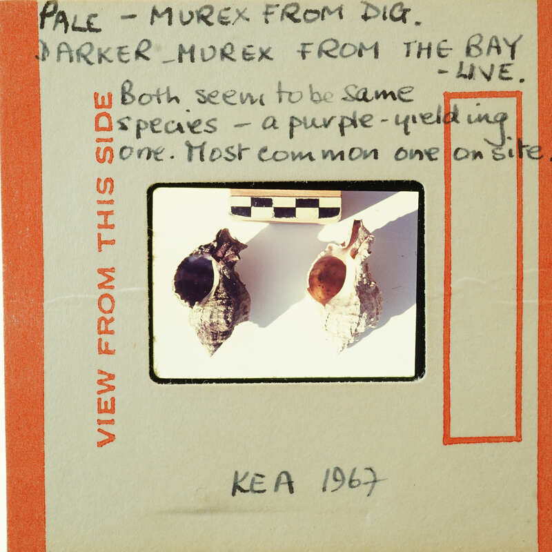 Picture of two murex shells, one living, one excavated, with handwritten notes, dated 1967.