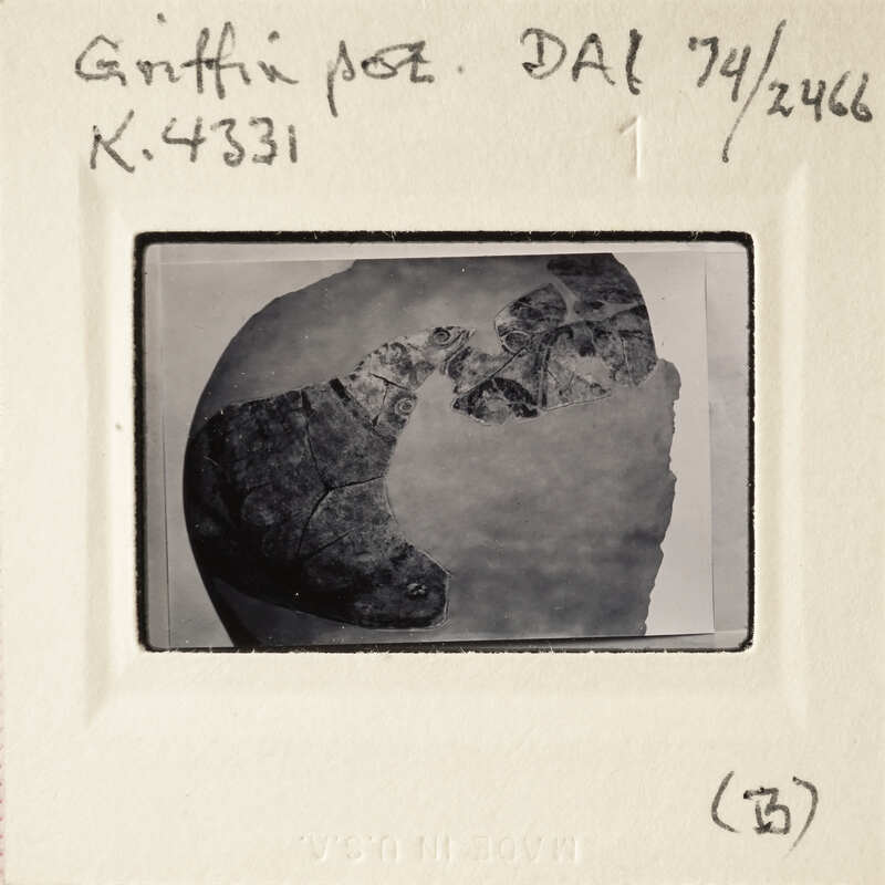A black and white photograph of a fossilized skull with handwritten notes on the border.