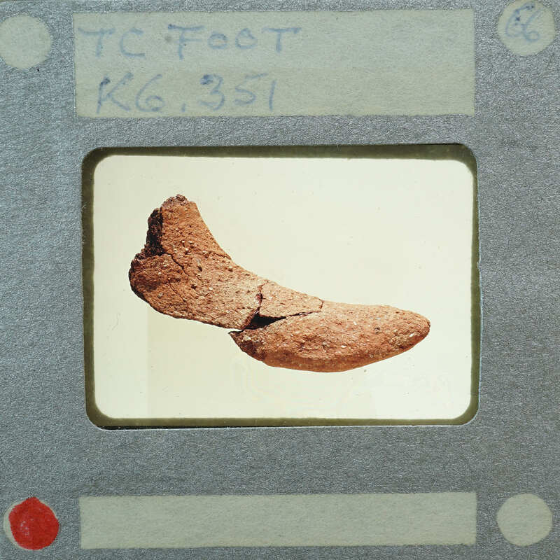 A brown, cracked fossil of a plant or animal part displayed on a card with labels and numbers.