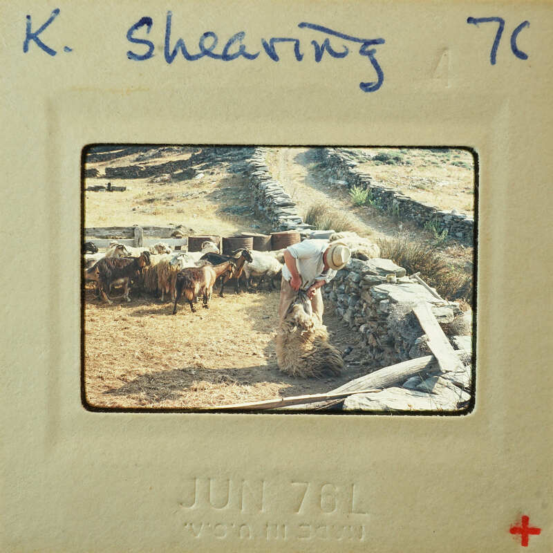 A vintage photograph of a person working with animals and hay, set against a rustic stone wall.