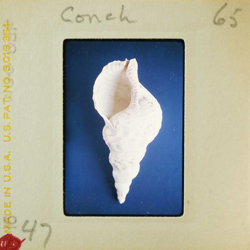 A seashell on a blue background.