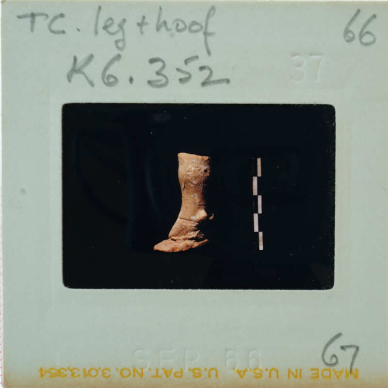 A  photograph of a leg and hoof terracotta figurine with labels on it, placed against a dark background.