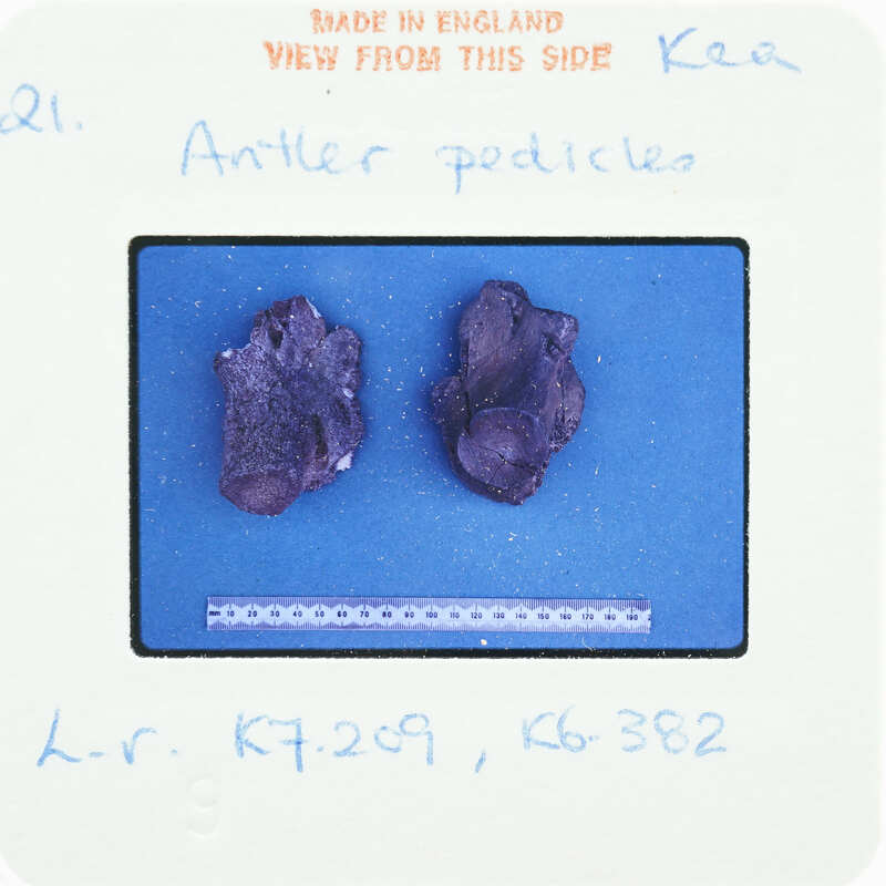 Two small, dark-colored fossilized objects on a blue background.
