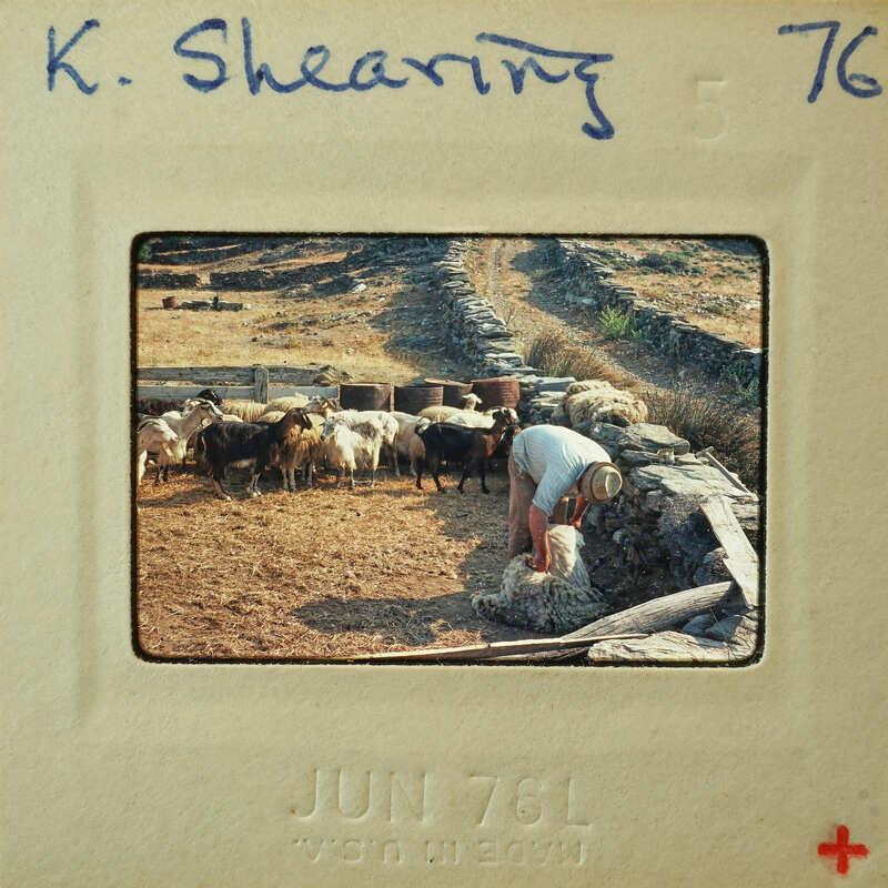 A man shearing a sheep near a stone wall.