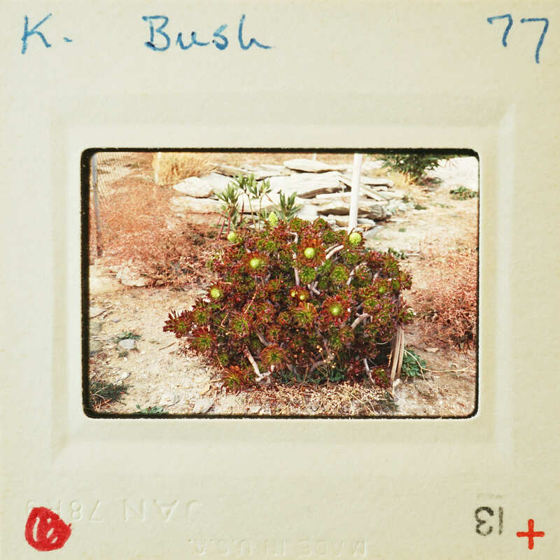 A vintage Polaroid photo of a cactus with red markings on the border.
