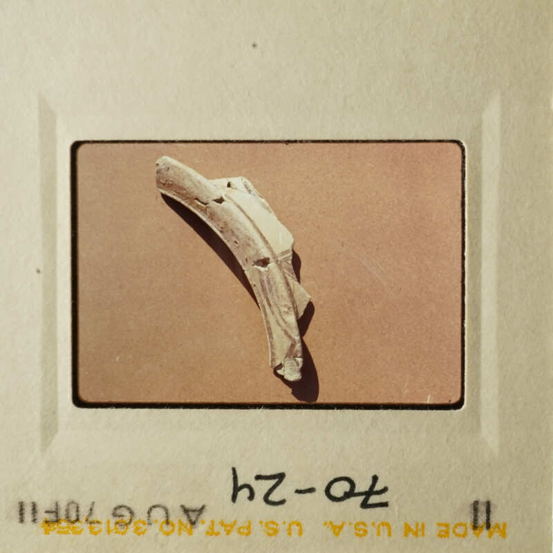 A small bone fragment on a light background.