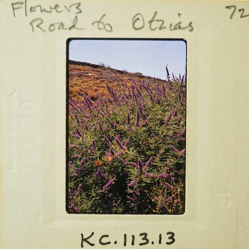 Purple flowers growing on a hillside, captured in a vintage photograph with handwritten notes and numbers.