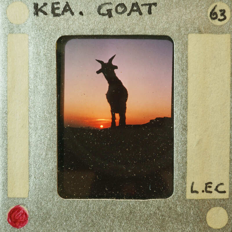 Picture of a giraffe on film strip.