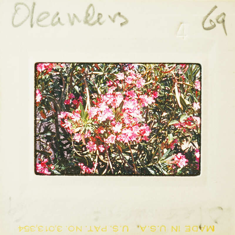 A vintage photo of a bush with pink flowers, labeled as "Cleaners" on the back.