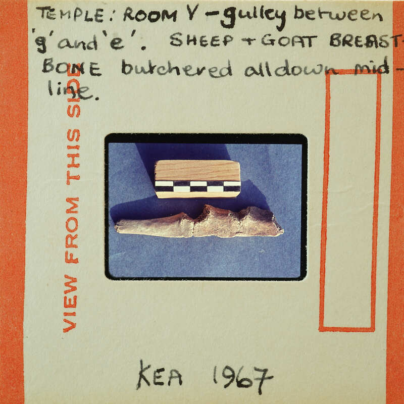 A small bone displayed on a card with handwritten notes.