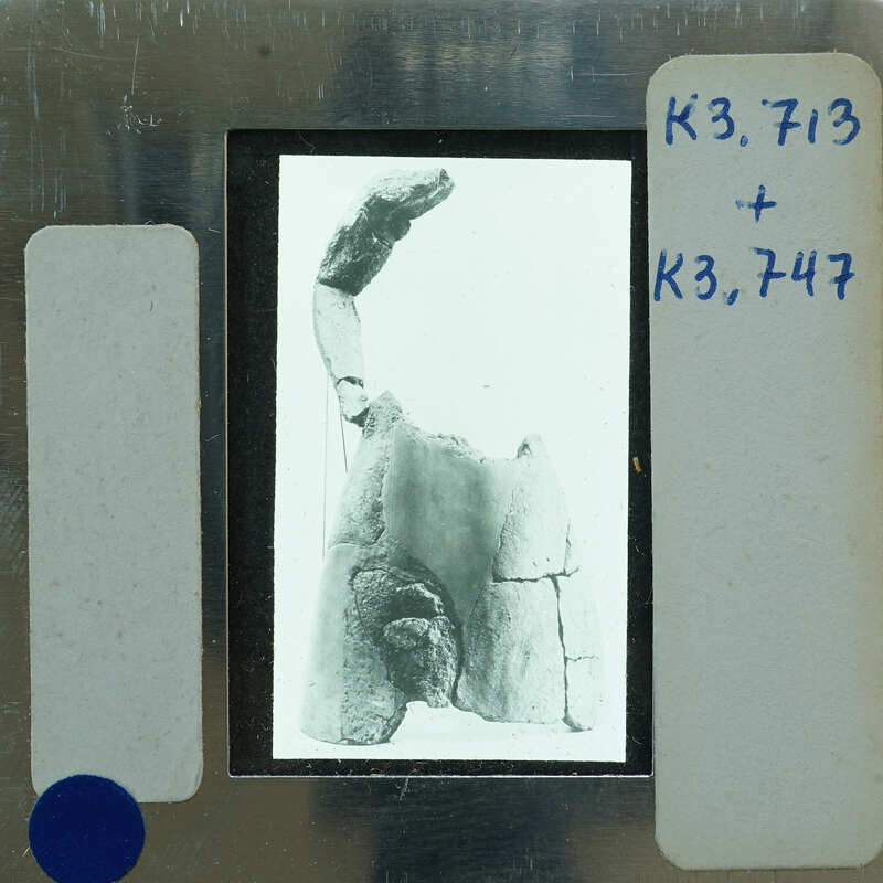 Black and white image of a fossilized animal skull on a slide.