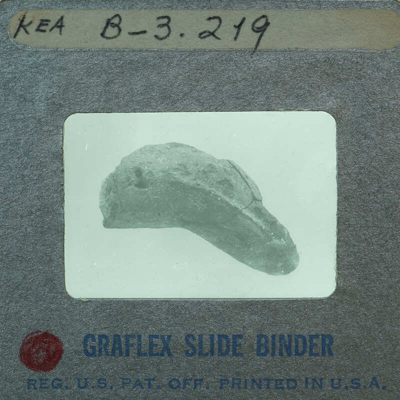 A binder with a slide of an ancient artifact, possibly a fossil or a piece of pottery.