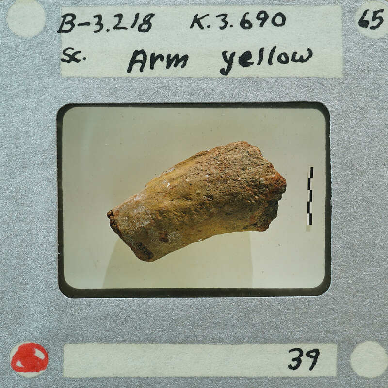 A yellow arm bone with a label and number on it.