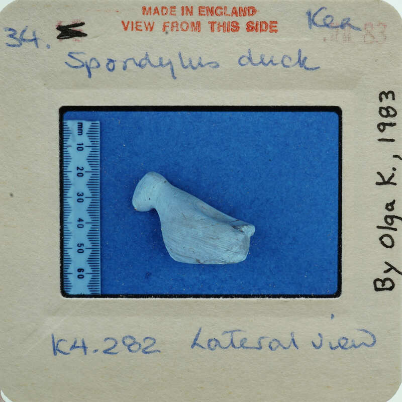 A shell fragment on blue surface.