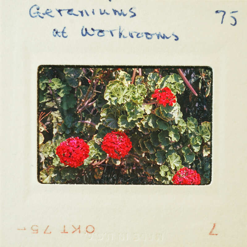 Red flowers with green leaves on a plant, captured on an old photograph.