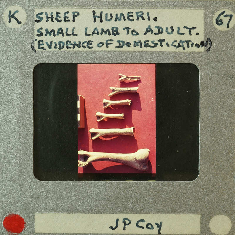A collection of sheep bones laid out on a red background, with labels indicating their names and stages of growth.