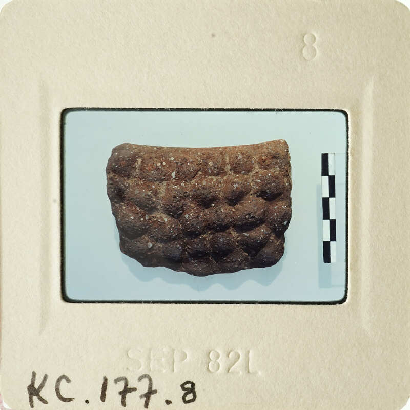 The image shows an old, brown object with ridges and indentations, possibly a fossil or artifact, placed on a white surface with a ruler indicating its size.