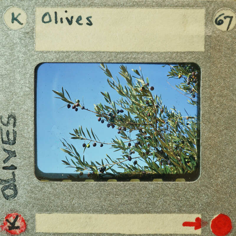 A photograph of an olive tree with olives on the branches.