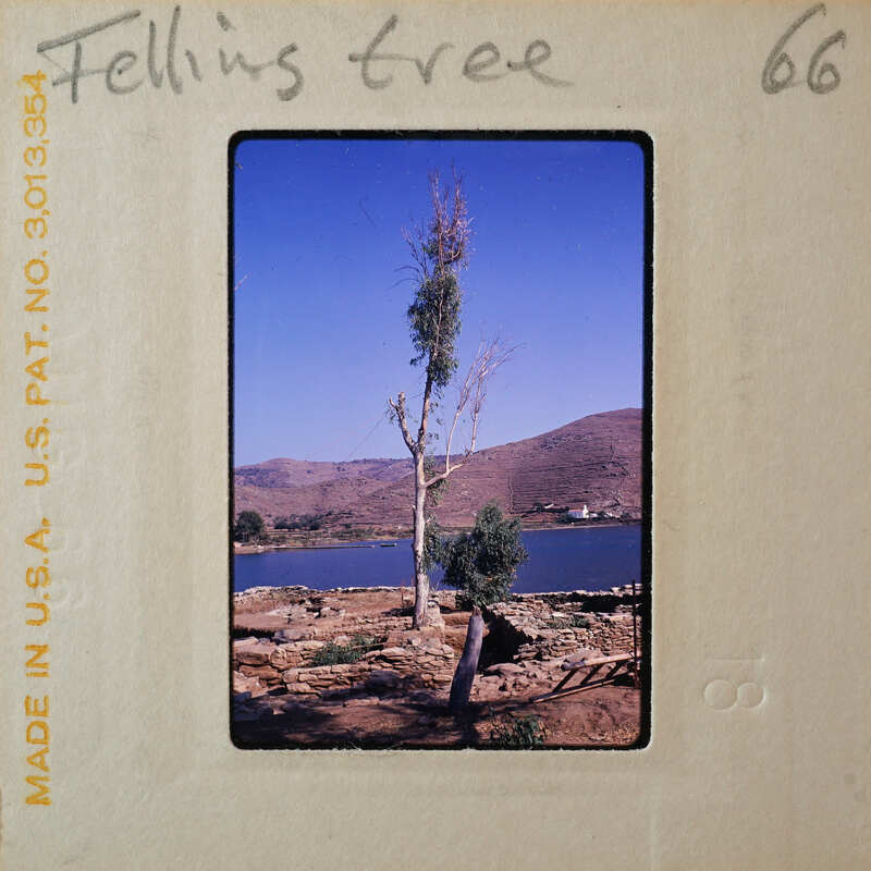 A vintage photograph of a tree on a rocky shore with mountains and water in the background.