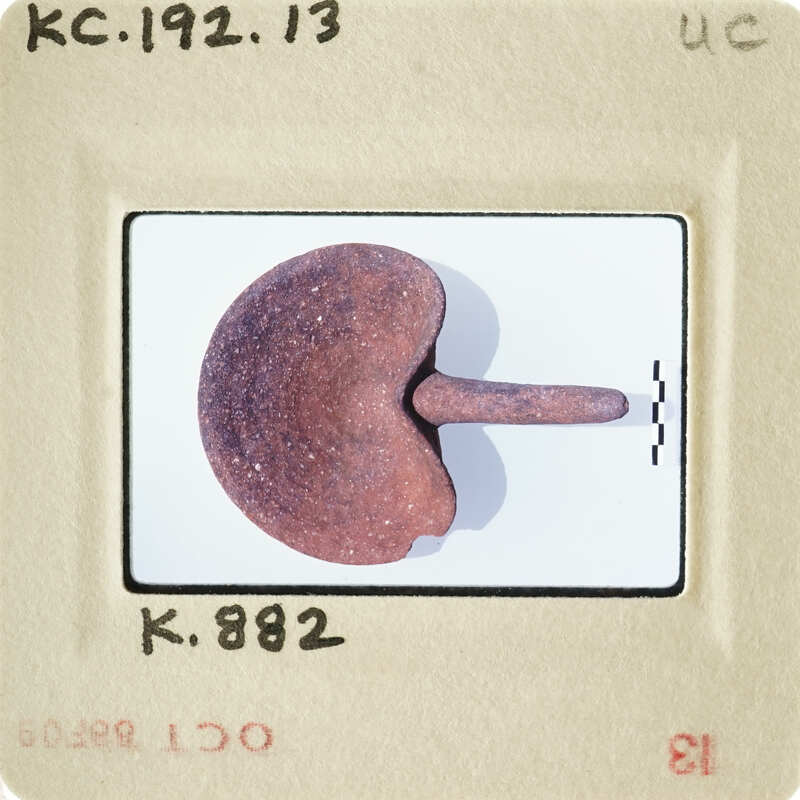 A close-up photograph of an object with a kidney shape and a pointed end, possibly a medical specimen or artifact.