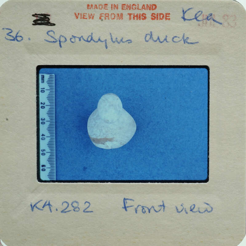 A shell fragment on blue surface.