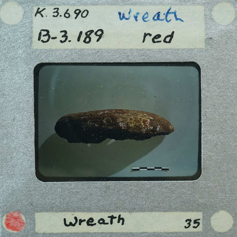 A small, brownish-red object on a white background with labels and measurements around it.