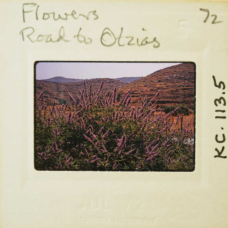 An old photograph of a flower bush with mountains in the background, labeled "Flowers Road to Olympia" and dated July 1972.