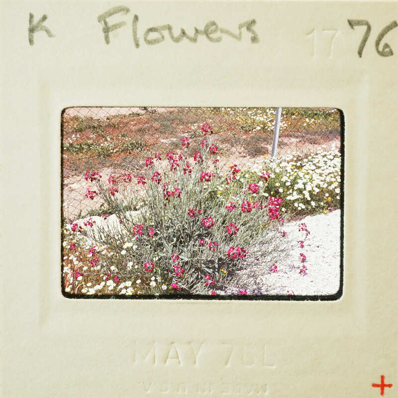 A photograph of a flowering plant with pink flowers and green foliage, set against a blurred background.