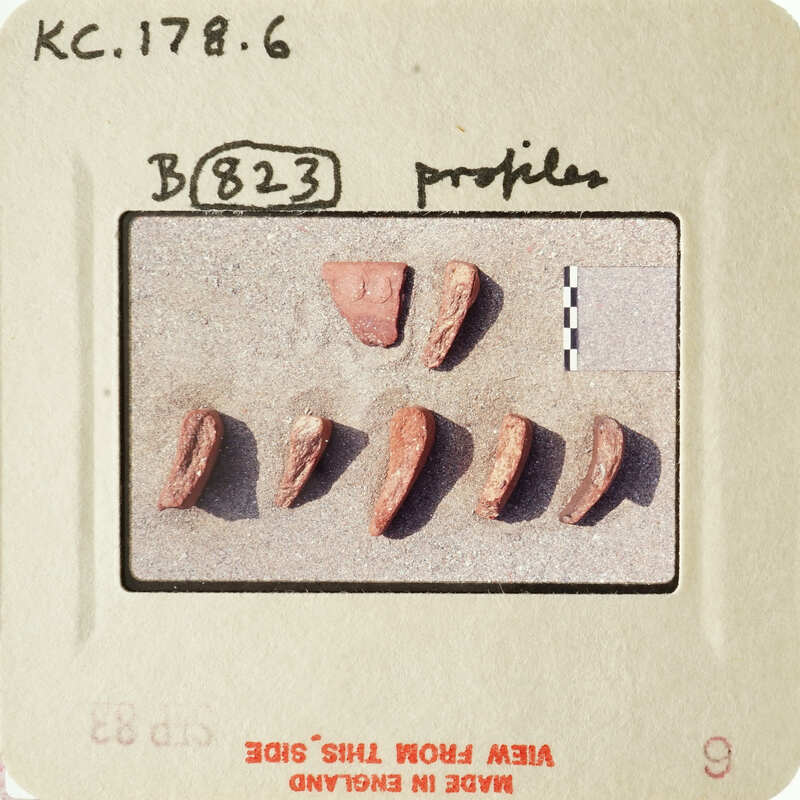 A row of fossilized teeth on a label with handwritten numbers and notes.