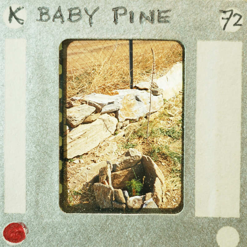 Old photo of a stone structure with a pine tree, possibly an old well or cistern.