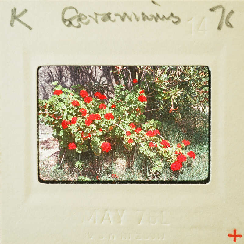 Red flowers on a plant with a vintage photo frame around it.