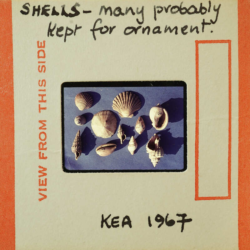 The image features a collection of seashells displayed on a blue background, with handwritten notes and a date.