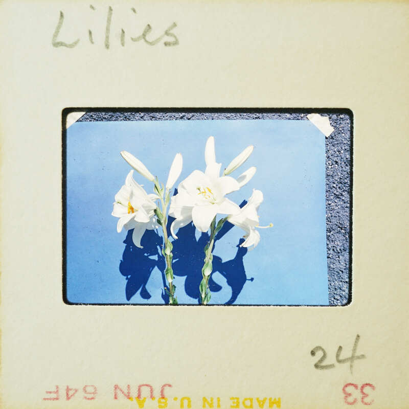 A vintage photo of lilies with a stamp and handwriting on it.