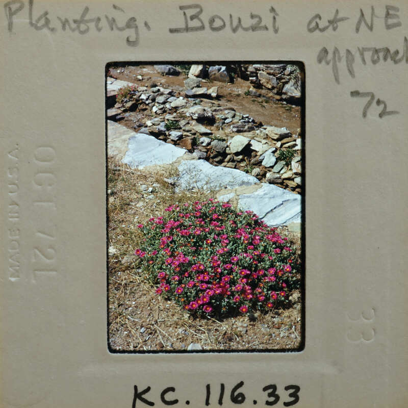 A slide of a plant with pink flowers growing on rocky terrain, labeled and dated.