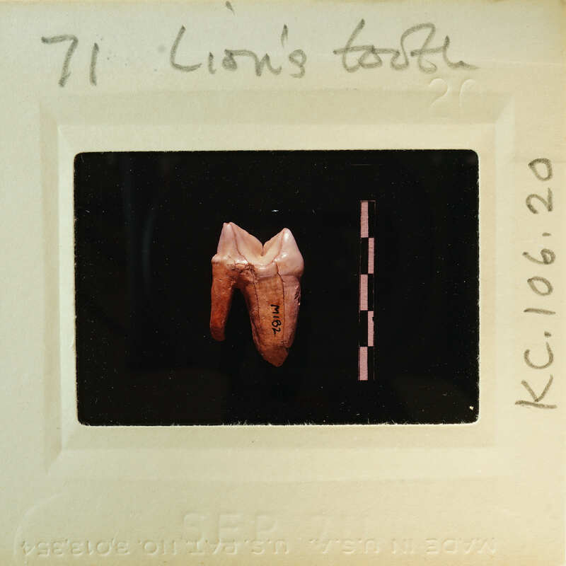 A photograph of a lion's tooth on a film strip with handwritten notes. Catalog number KC.106.20