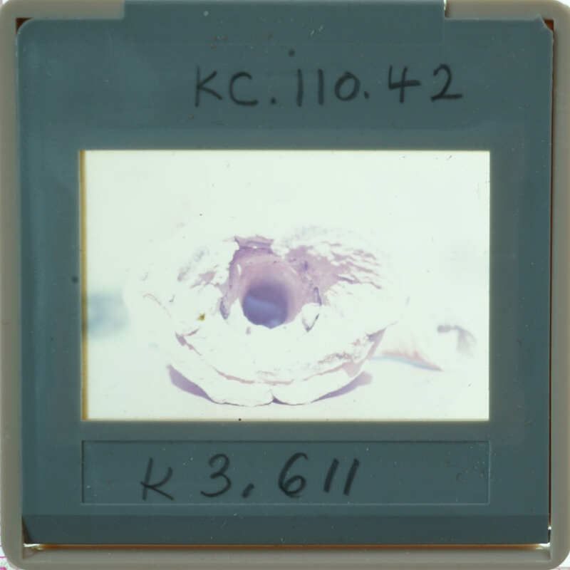 Interior of terracotta figurine part.