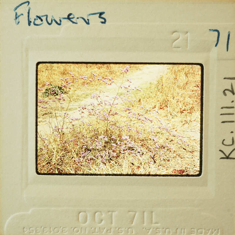 This is a vintage photo of flowers with an old Polaroid label and handwritten notes on it.