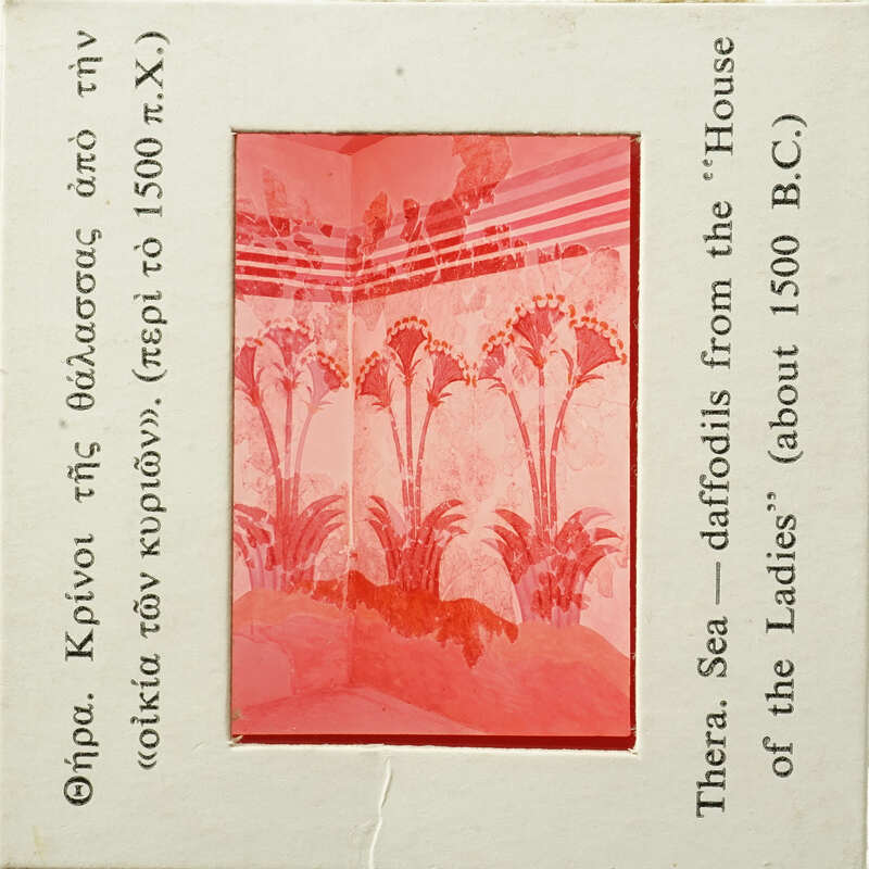 Pink and white illustration with palm tree-like designs, possibly from an antique book or card.