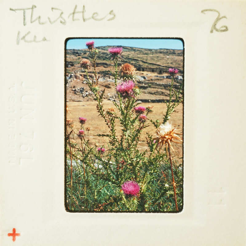 A postcard with a photograph of wildflowers on a hillside.