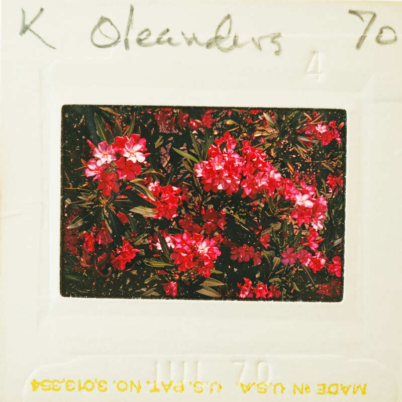 A vintage photograph of a flower bush with handwritten notes on the border.