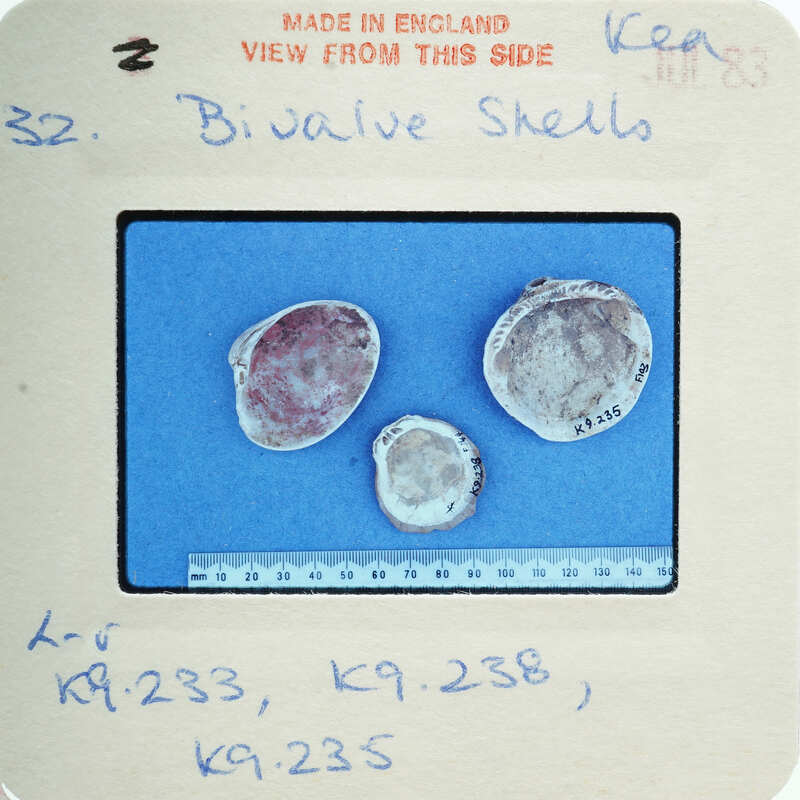 Collection of shells on blue surface.