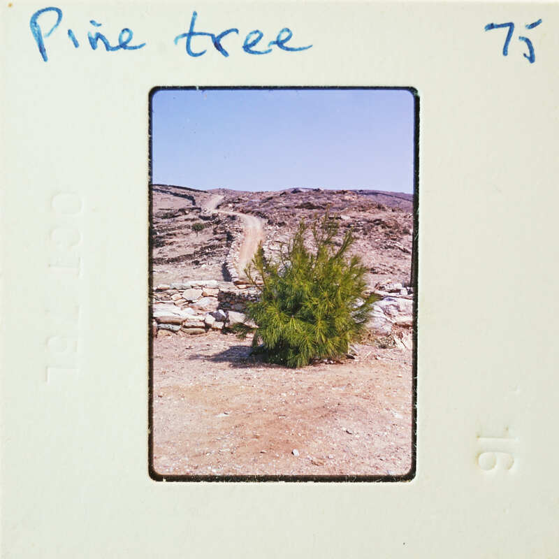 A small tree growing on a barren landscape with stone ruins.