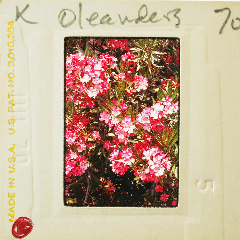 Postcard with a vintage photograph of pink flowers and handwritten text.