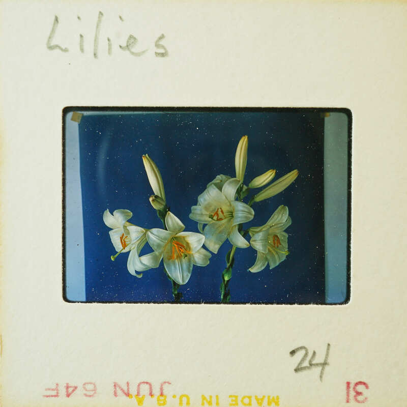 The image shows a close-up of white lilies with yellow centers, set against a blue background, captured on an old photo negative strip.