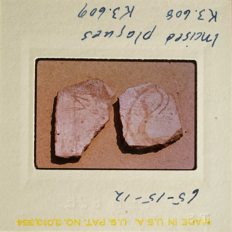Two pieces of meat on a white surface, with handwritten notes and dates on the photograph.