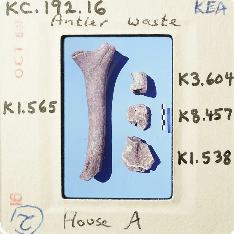 A collection of fragmented bones on a blue surface with labels and measurements.