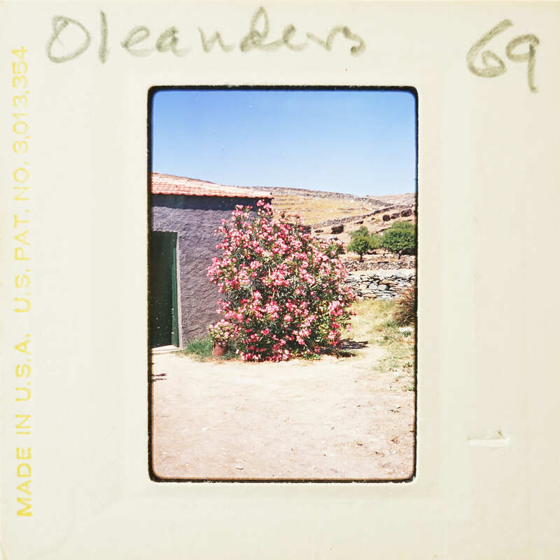 A vintage photo of a pink flowering tree with a building and mountains in the background.
