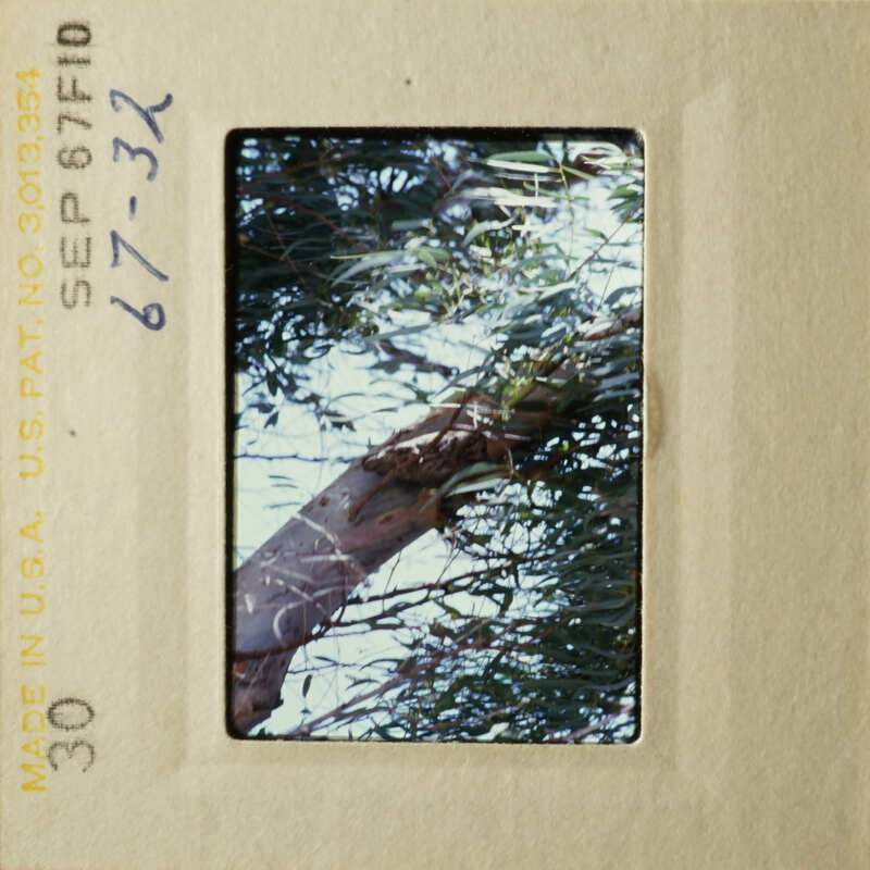 A photograph of a tree with green leaves, taken from below and slightly angled.